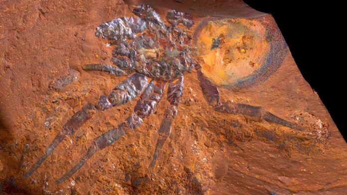 araña