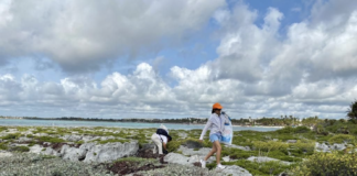 desechos en playas de la Riviera Maya