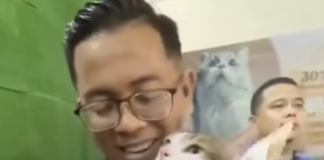 Le quitan a gatito su juguete