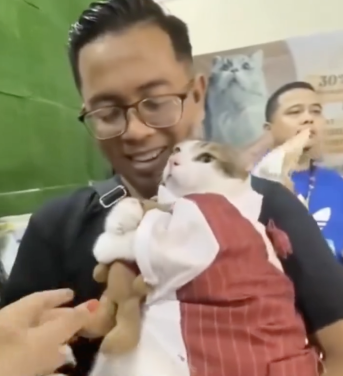 Le quitan a gatito su juguete Le quitan a gatito su juguete