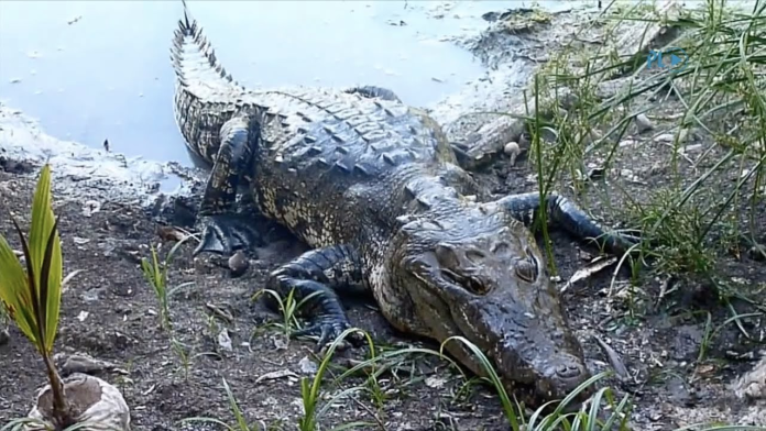 Cocodrilos
