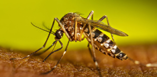 Dengue