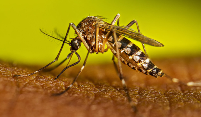 Dengue