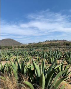 Maguey