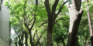 árboles