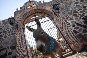 Burrolandia México