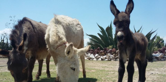 Robo animales Burrolandia