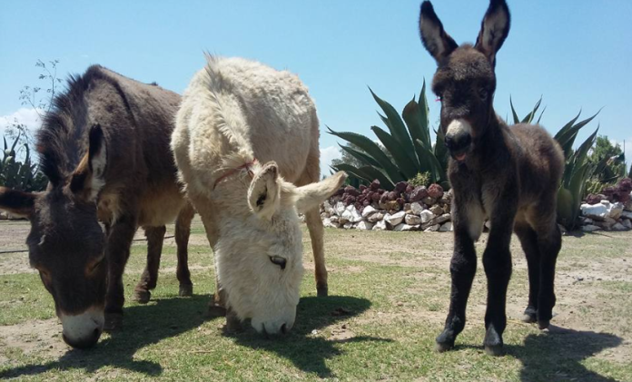 Robo animales Burrolandia