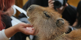 Capibara