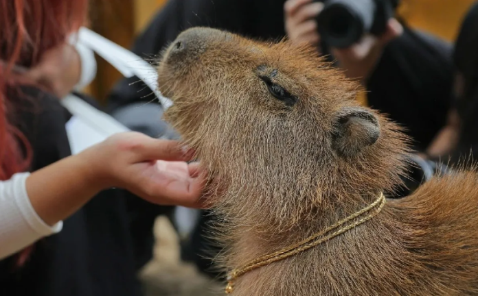 Capibara