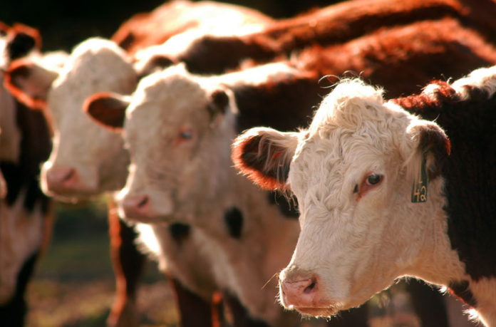 Causa de la muerte de más de 600 vacas en Tabasco