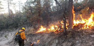 Todo sobre los incendios forestales en México