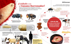 Gusano barrenador