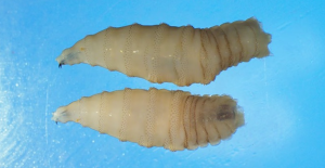Gusano Barrenador