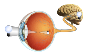 retina ojo y pensamiento