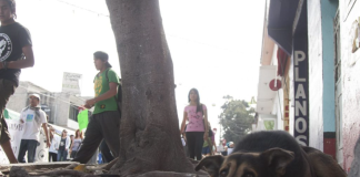 Buscan en Celaya al posible asesino serial de perritos