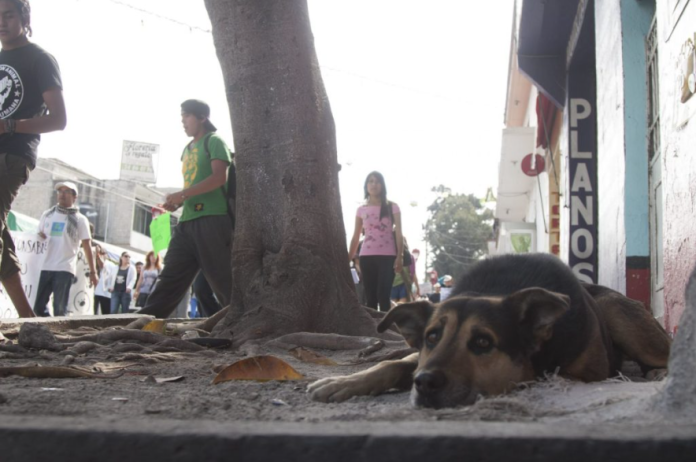 Buscan en Celaya al posible asesino serial de perritos