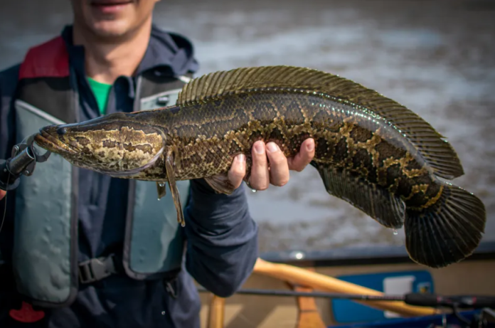 Estados Unidos lanza alerta por pez cabeza de serpiente