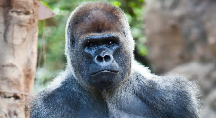 ¿Quién ganaría: un gorila contra 100 humanos? Según la ciencia
