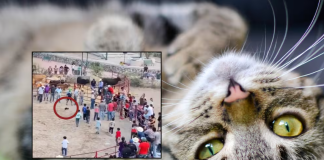 Amarran cohetes a gatos durante rodeo en Xichú, Guanajuato