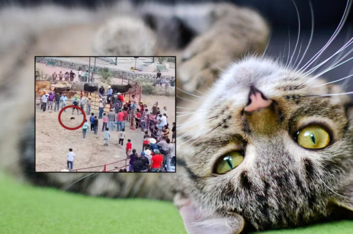 Amarran cohetes a gatos durante rodeo en Xichú, Guanajuato