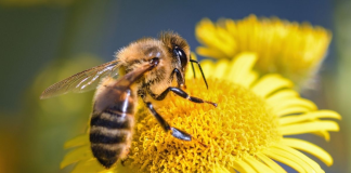 abejas