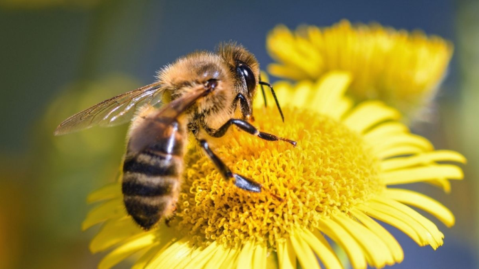 abejas