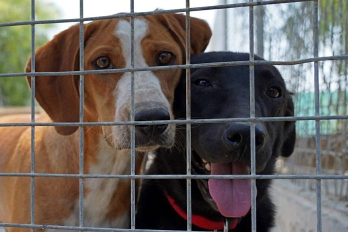 Real Sociedad para la Prevención de la Crueldad contra los Animales (RSPCA)