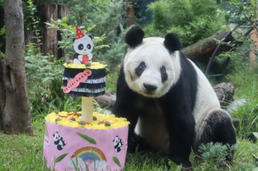 Xin Xin: la panda cumple 35 años