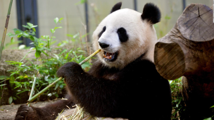 Xin Xin: la panda
