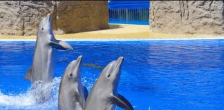 fin a los espectáculos con mamíferos marinos