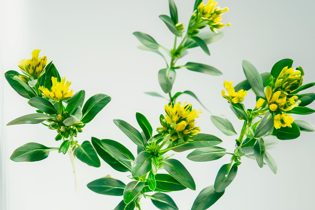 Cápsulas con extracto de Rhodiola rosea, un suplemento para mejorar el rendimiento cognitivo.