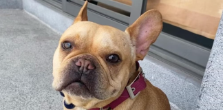 Cleto: El perro influencer