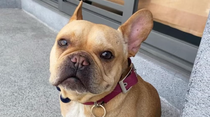 Cleto: El perro influencer