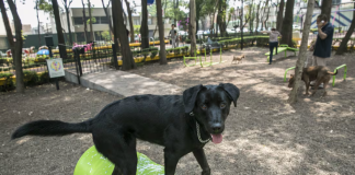 parque de perros cdmx