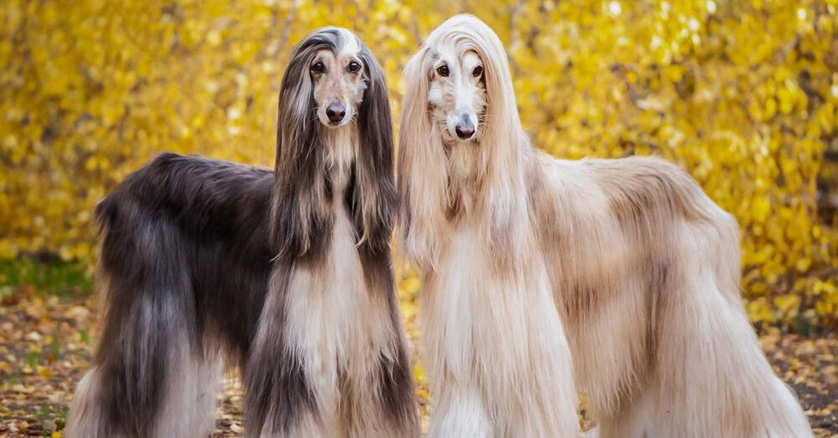 Collage con varias de las razas de perros más elegantes, como el Galgo Afgano y el Setter Irlandés.