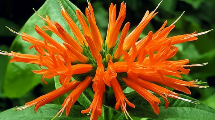 Planta de muicle con sus flores anaranjadas, usada para entender para qué sirve en la medicina tradicional.