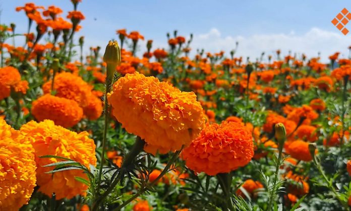Qué significa la Flor de cempasúchil