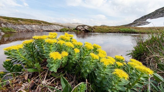 Rhodiola rosea