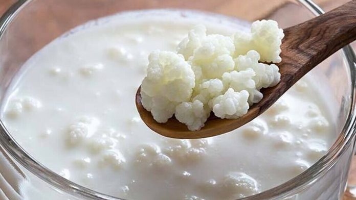 Todo lo que debes de saber acerca de Búlgaros de leche