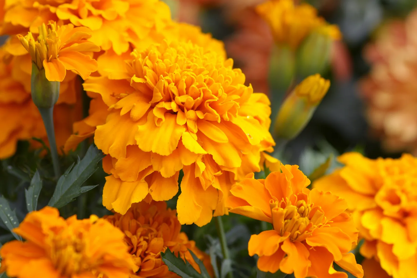 Todo lo que debes de saber sobre la Flor de cempasúchil