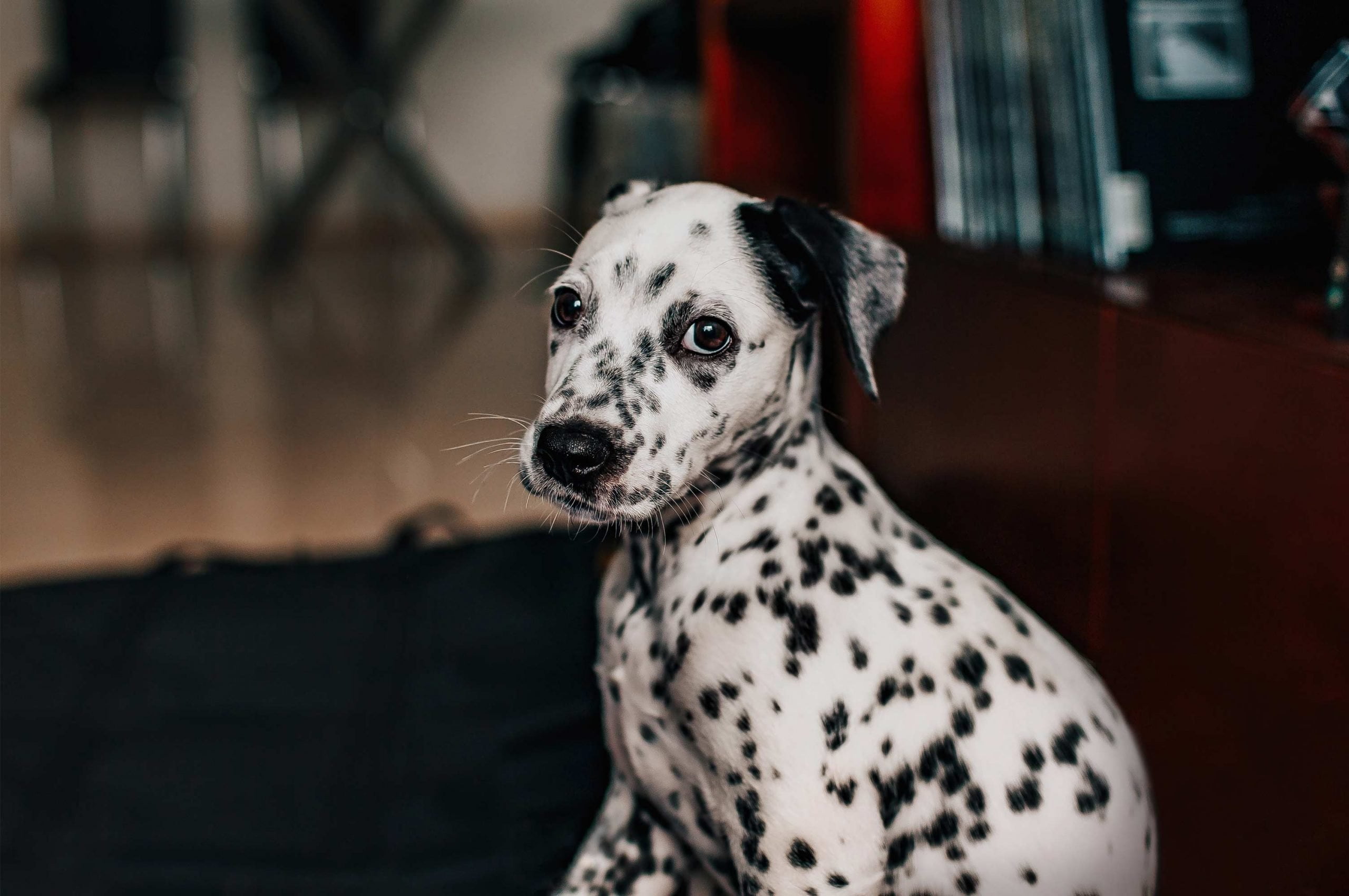 Un Dálmata, ejemplo de las razas de perros más elegantes por su porte único.