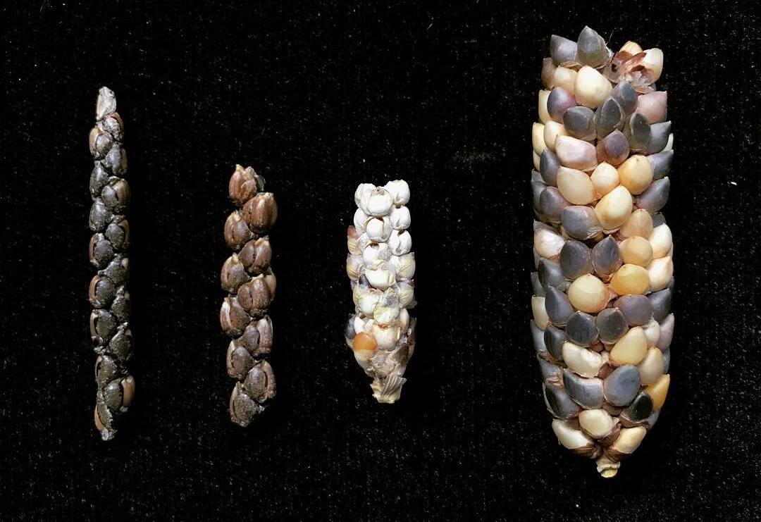 Comparativa entre una mazorca de teocintle y una de maíz moderno, ilustrando las diferencias clave.
