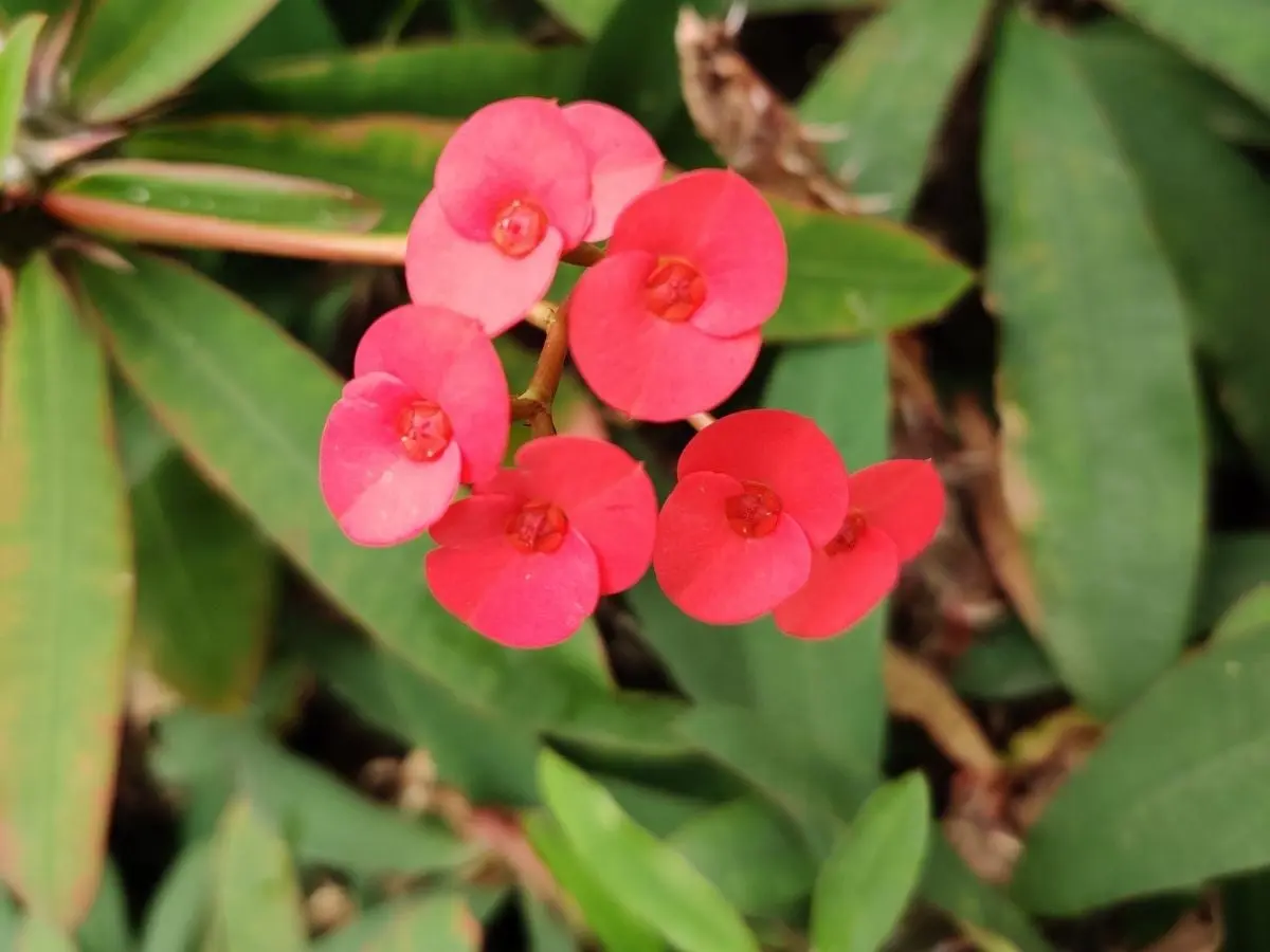Persona lavándose la mano después de tocar la savia de la Corona de Cristo, mostrando la importancia de una acción rápida.
