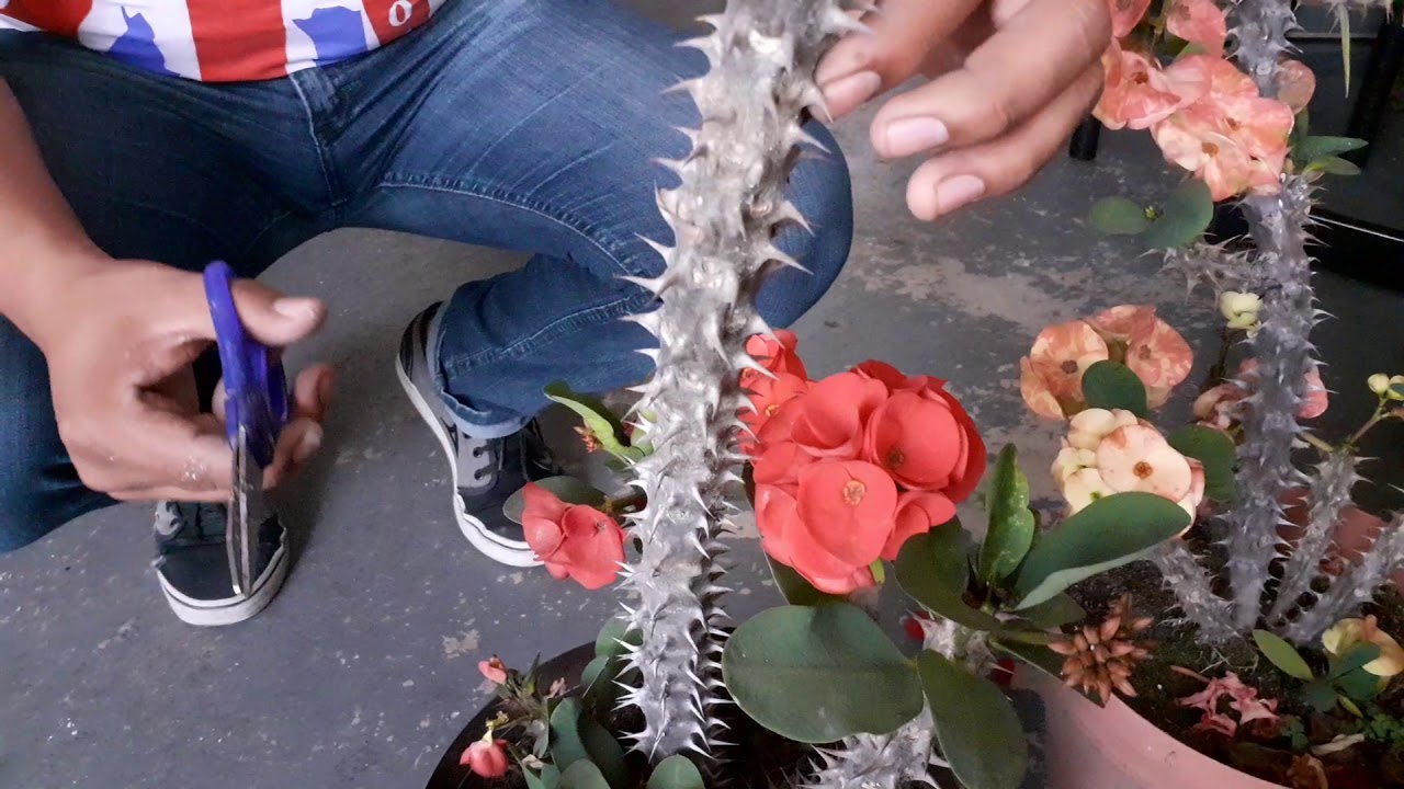 Persona usando guantes al podar una planta de Corona de Cristo, una medida clave para prevenir accidentes con su savia.