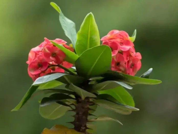 Savia de la corona de cristo- qué hacer al contacto y sus riesgos para la salud