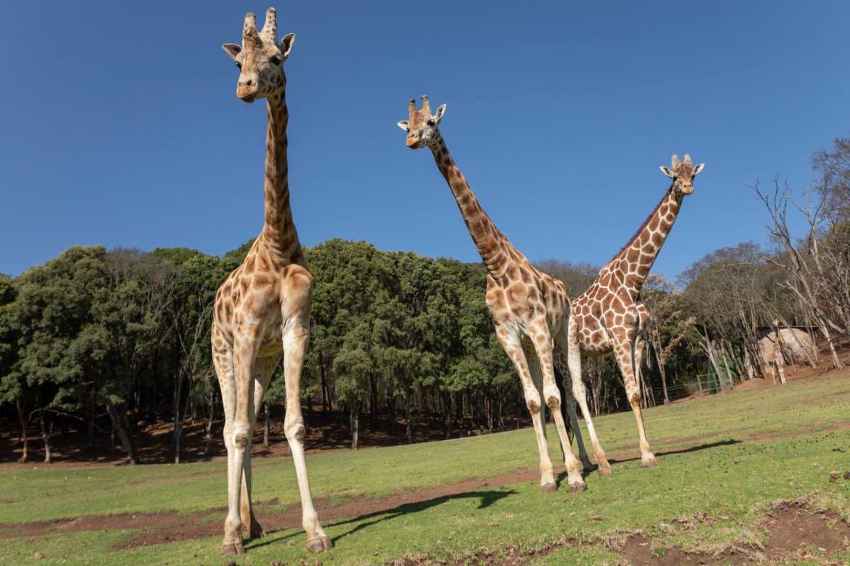 Una jirafa acercándose a un vehículo de safari, mostrando una de las principales atracciones de Bioparque Estrella.