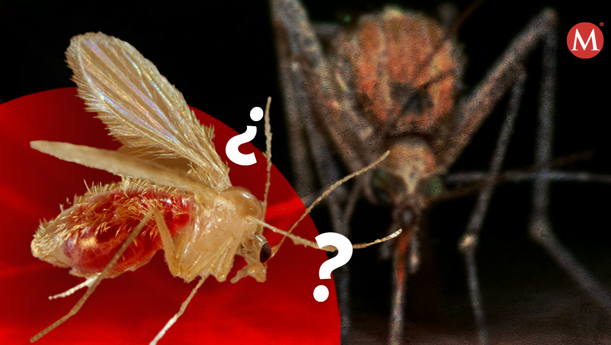 ¿Son peligrosos los mosquitos jejenes?