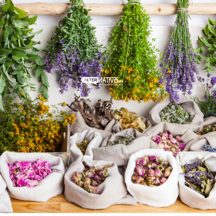 plantas para la caída del cabello y crecimiento del cabello