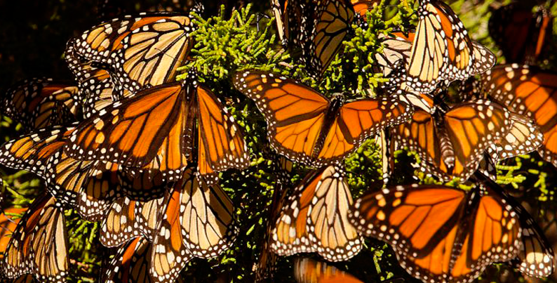 Las Mariposas Monarca